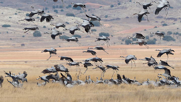 Vos rendez-vous avec la Grue cendrée !